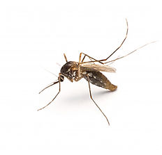 MOSQUITO.jpg