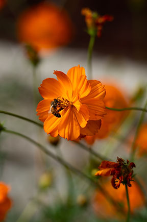 University of Cincinnati, School of Sustainability--In collaboration with Urban Native Collective