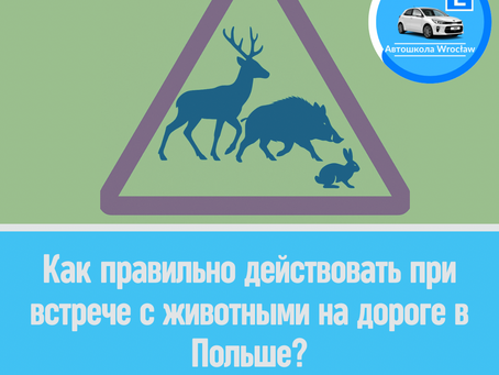🦌 Как правильно действовать при встрече с животными на дороге в Польше?