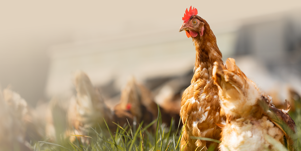 Huhn.png