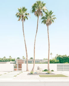 3 Palms .jpg