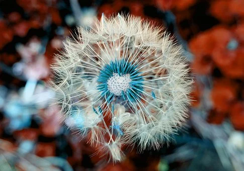 flower-3597681__340.webp