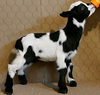 M5 buckling (Ebony x Maurice)
