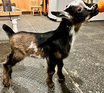 V3 buck (Julep x Broadway)