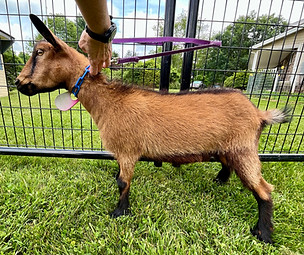 Snap Dragon June 2025.jpeg