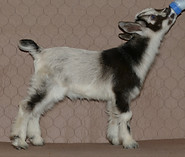 P2 (Monet x Rocky)