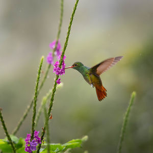  hummingbird in Costa Rica