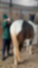 Horse Massage Fascia Release