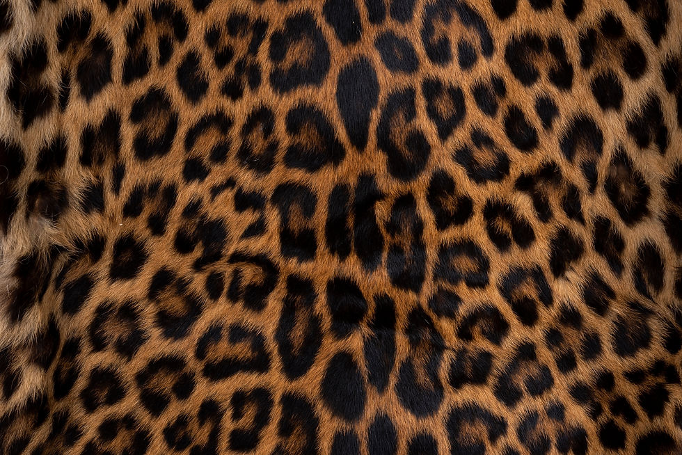Leopard skin texture _ Close-up leopard spot pattern texture background..jpg