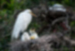 Egret with Chicks