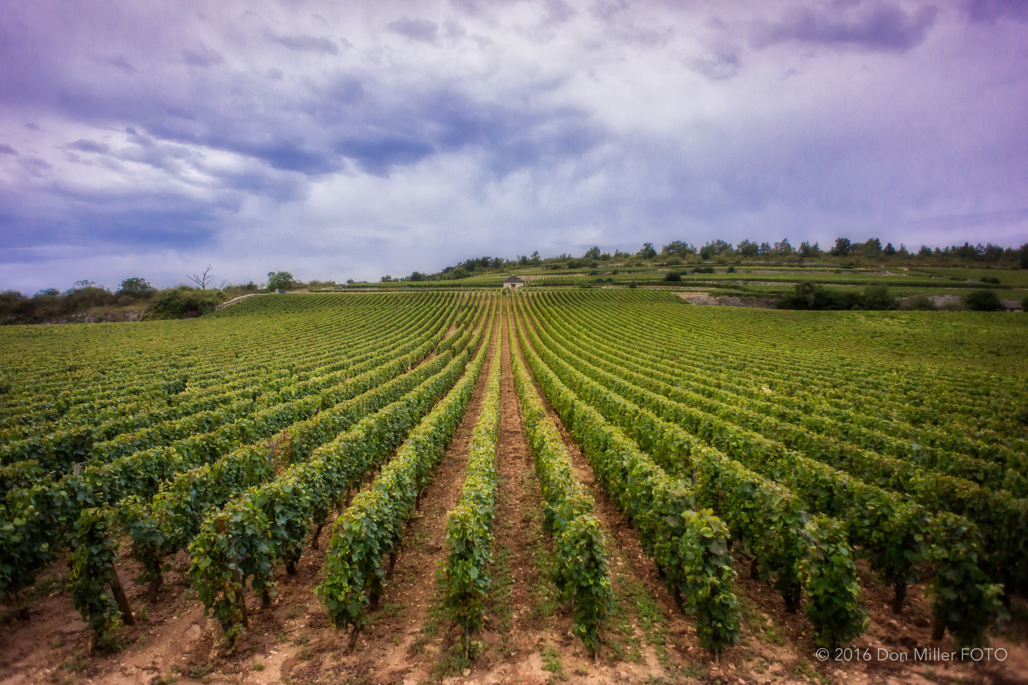 Burgundy Vineyard