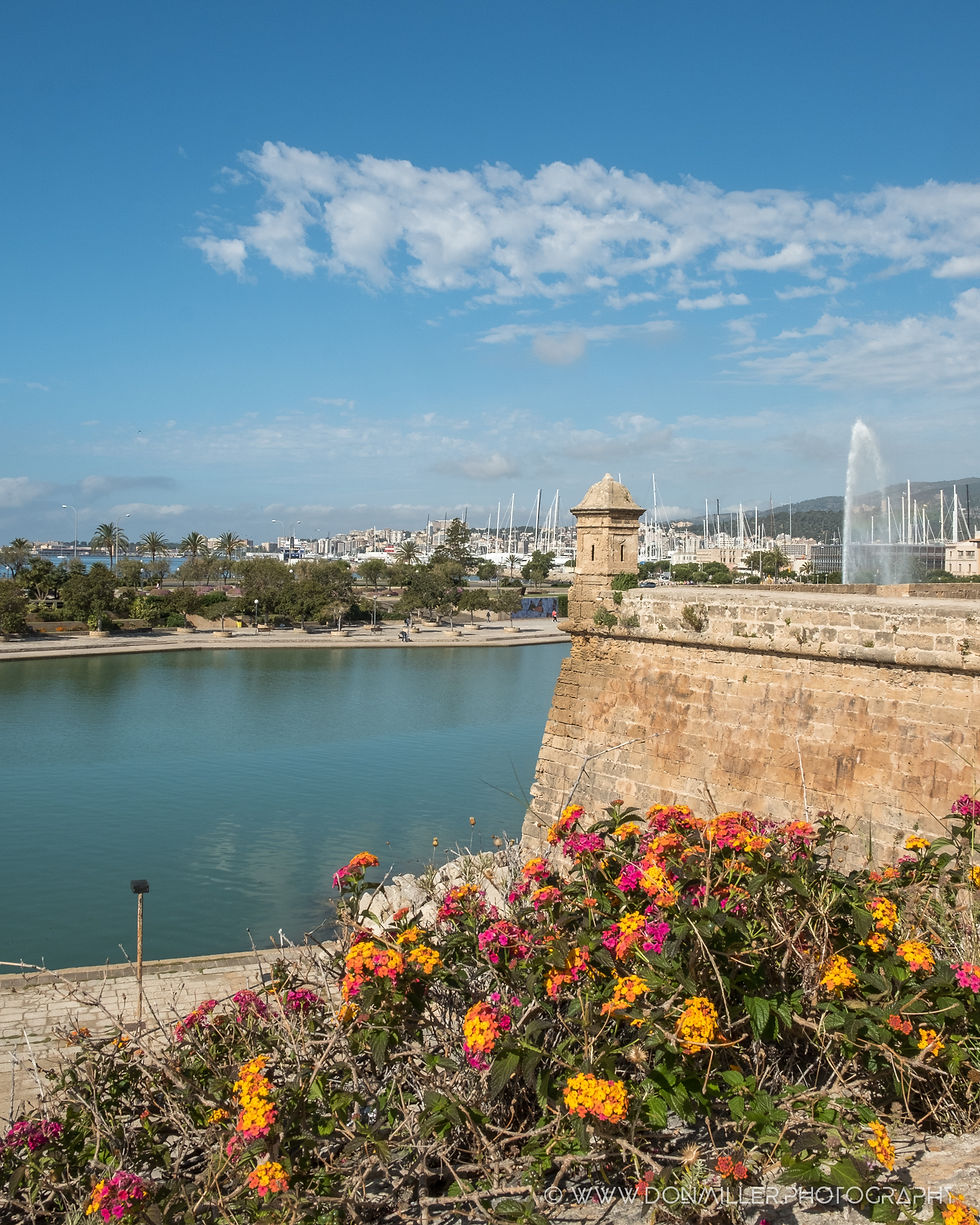 Palma-8719