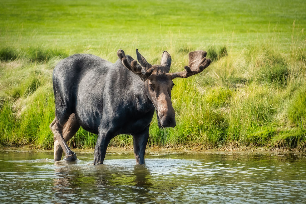 Bull Moose-202