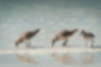 Sandpipers