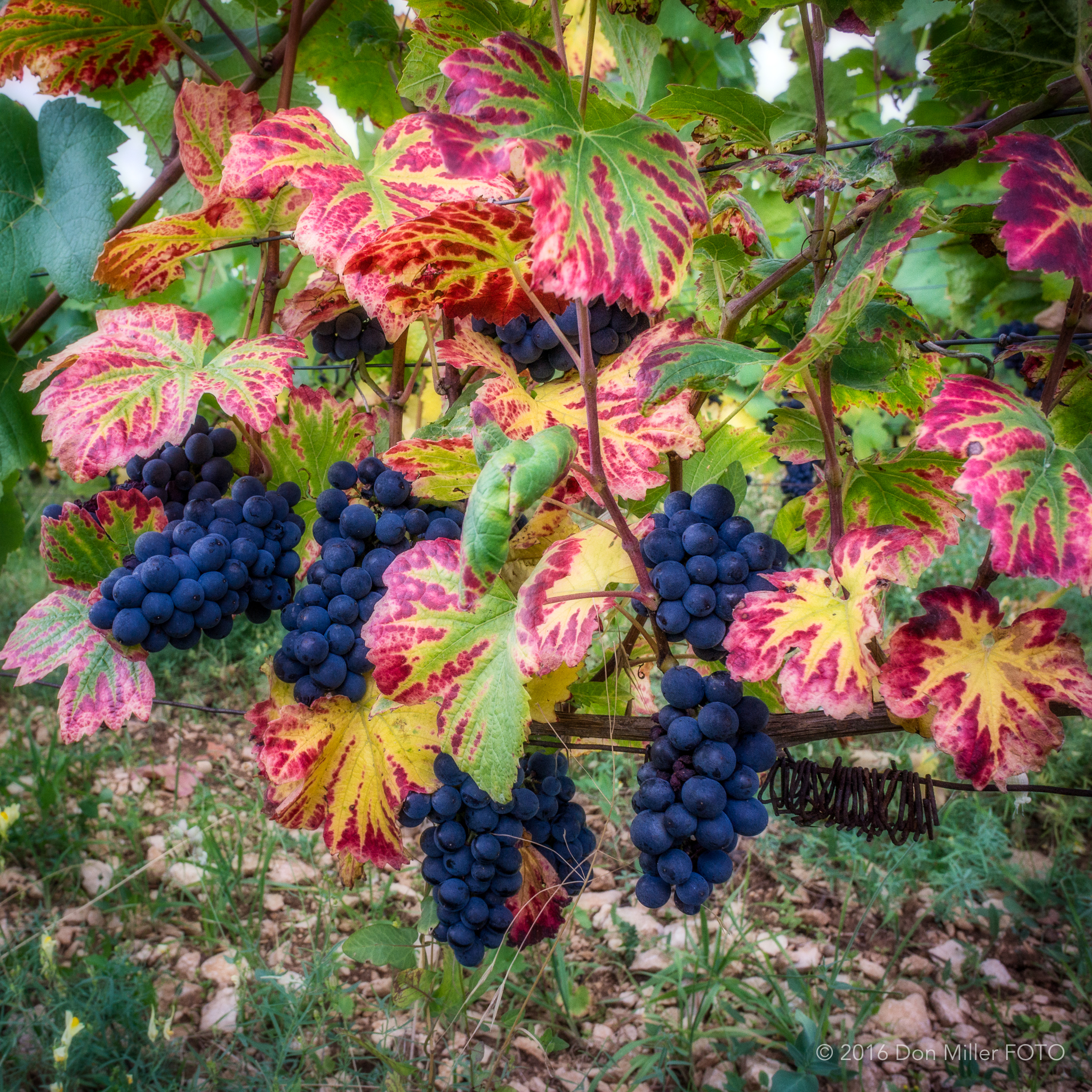 Pinot Grapes