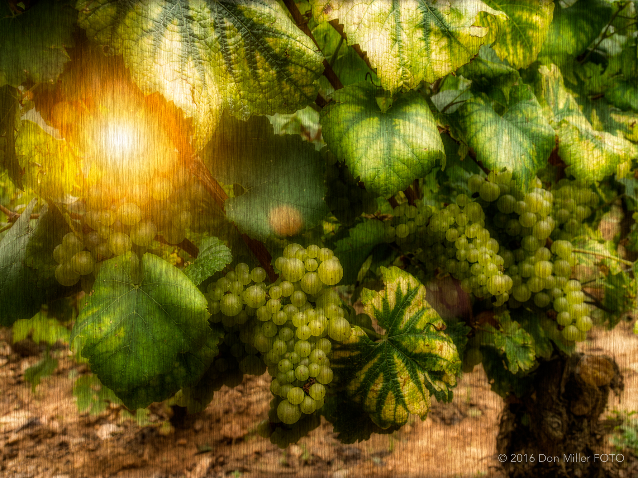 Chardonnay