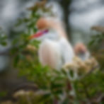 Cattle Egret