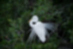Snowy Egret