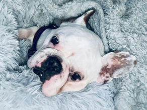 Piglet Peabody: Winter Hygge