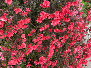 Foraging Fairy Furniture While Querying