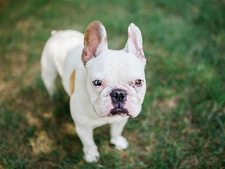 Piglet Peabody: Teddydog