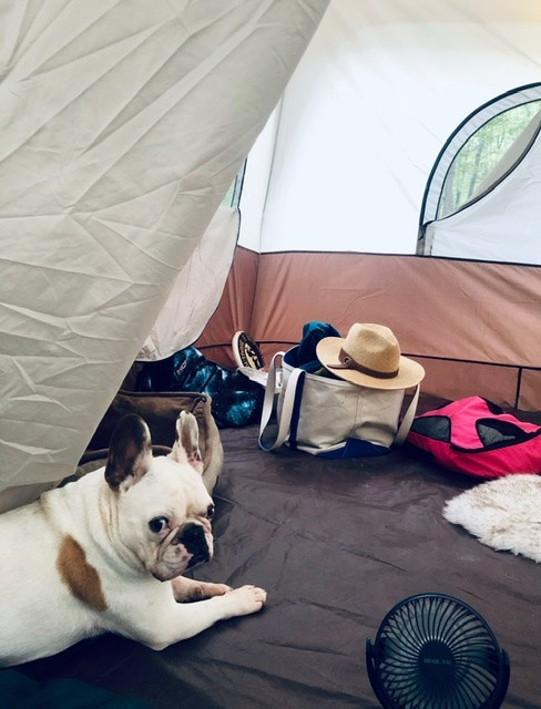 French bulldog Piglet Peabody in camping tent