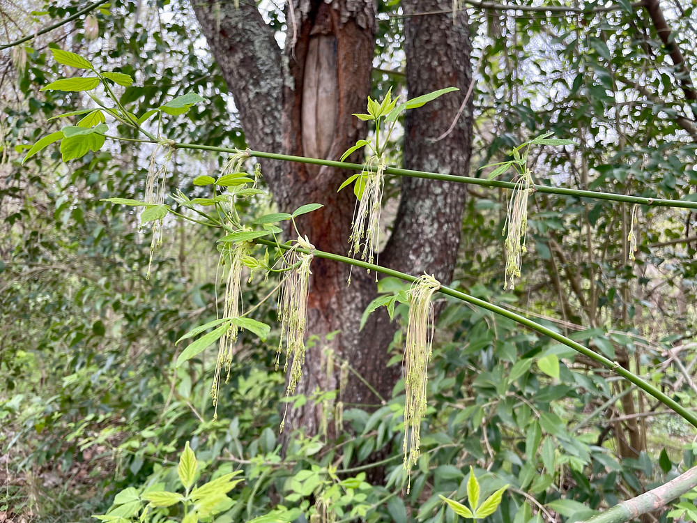 blooming shrub