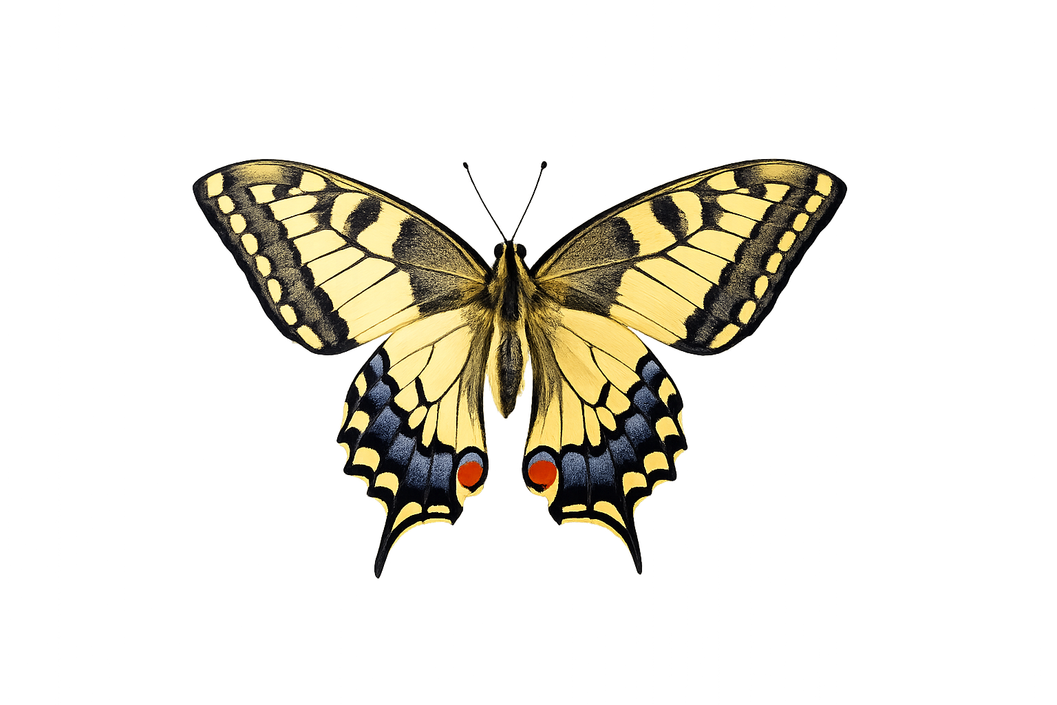 Butterfly.png