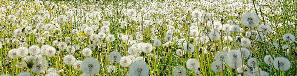 Dandelion field