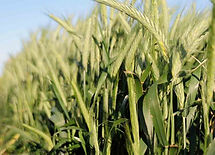 Triticale, semillas, pasturas, alfalfa, sorgos híbridos, grama rhodes, brachiaria, subtropiales, gramíneas, leguminosas, rye grass