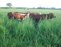 Dicanto Erecto, semillas, pasturas, alfalfa, sorgos híbridos, grama rhodes, brachiaria, subtropiales, gramíneas, leguminosas, rye grass