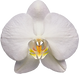 1551022259_orchid-5_edited.png