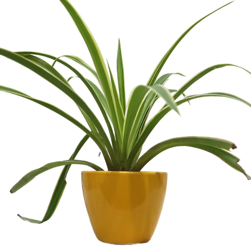 Thumbnail: Table Top Ceramic Planter