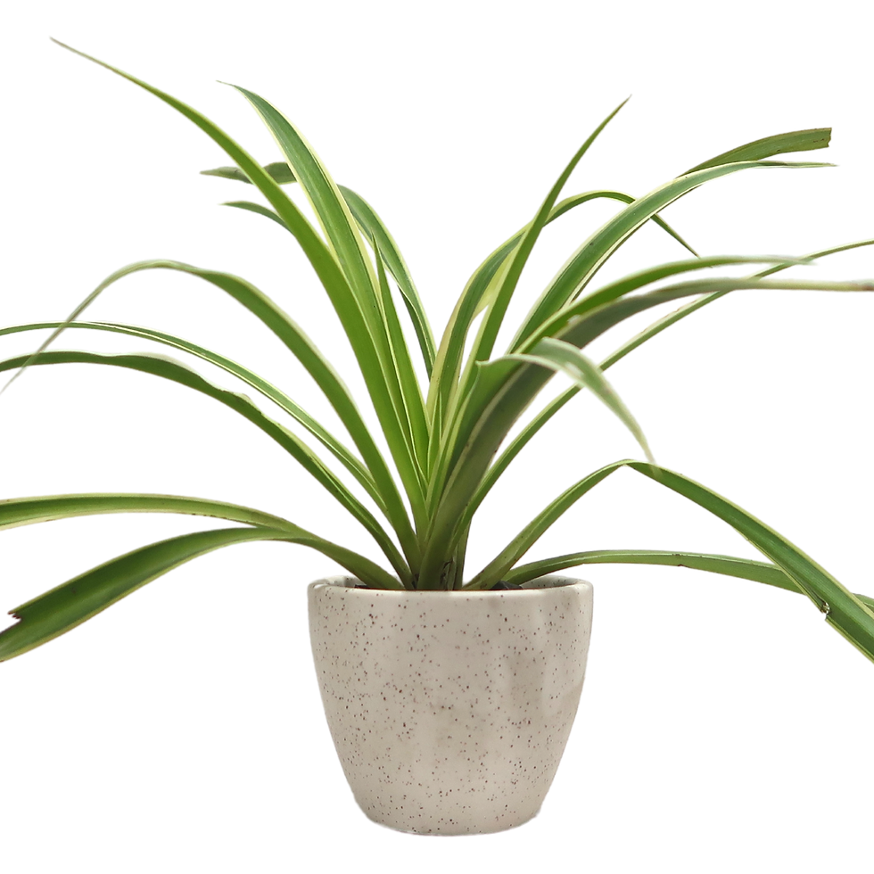 Thumbnail: Table Top Ceramic Planter