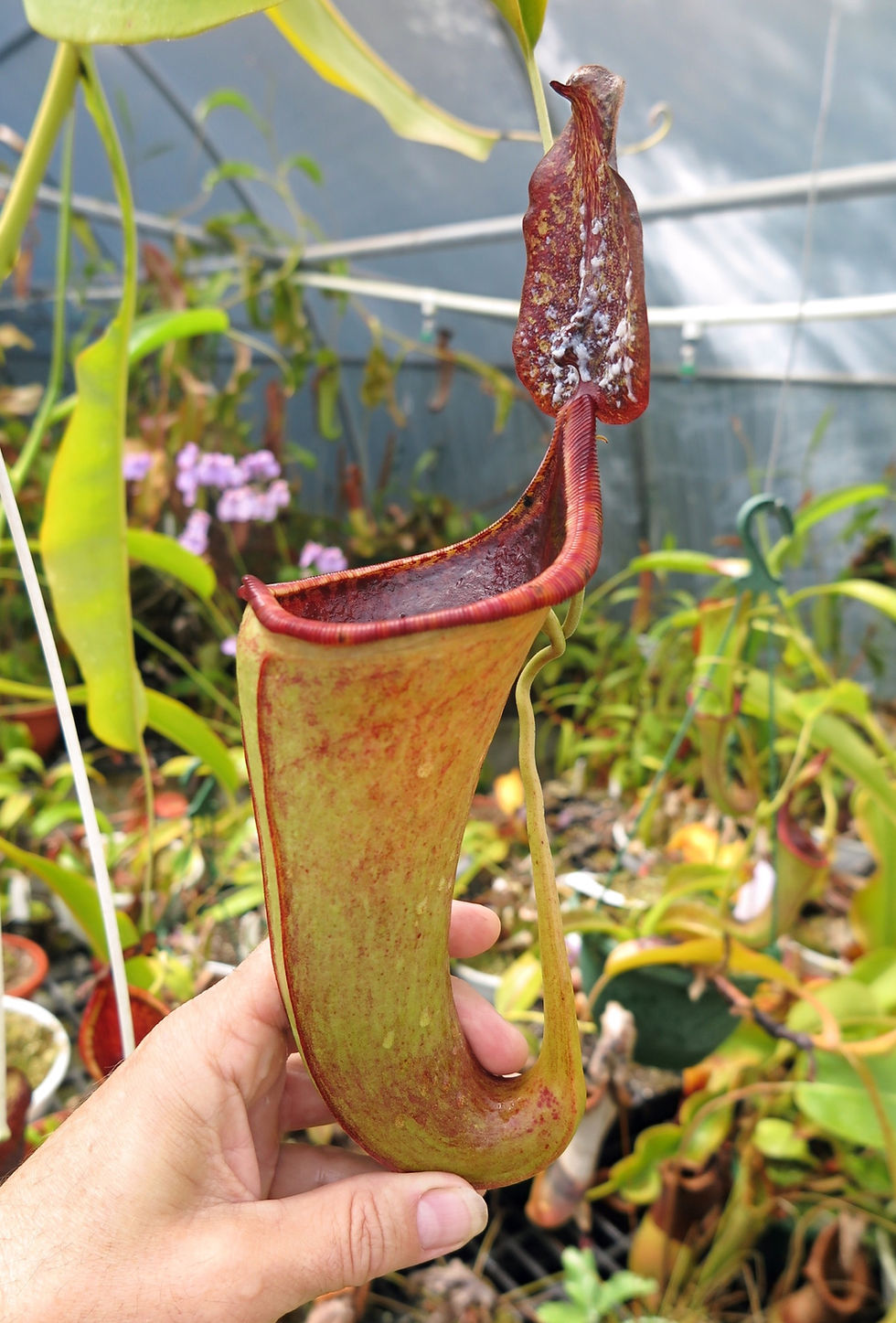 Thumbnail: Nepenthes maxima 'Dark' x lowii (male) clone A
