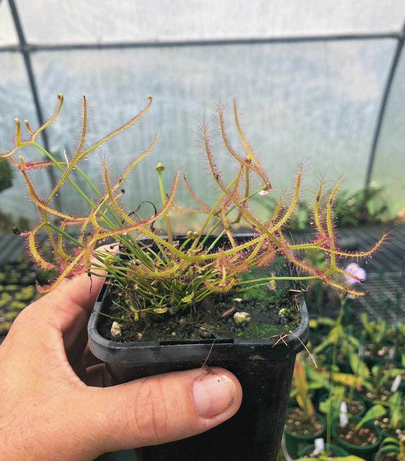Drosera binata I NSW, Australia I D001