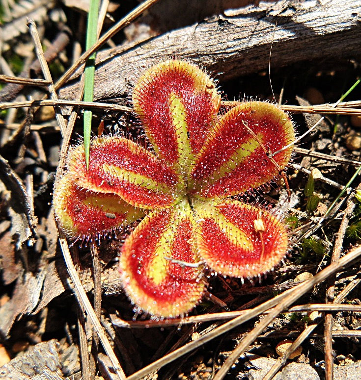 Thumbnail: Drosera squamosa I Tuberous Drosera