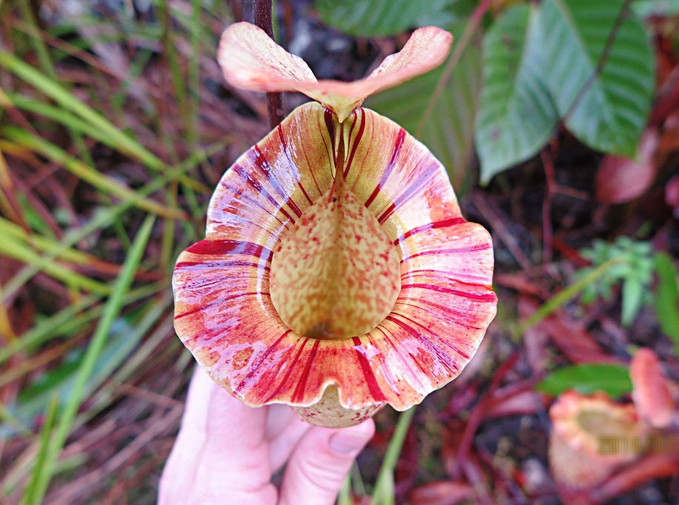 Nepenthes platychilla l Hose Mountains, Sarawak, Borneo I PP-362