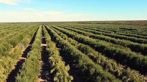 Untitled design (1).png