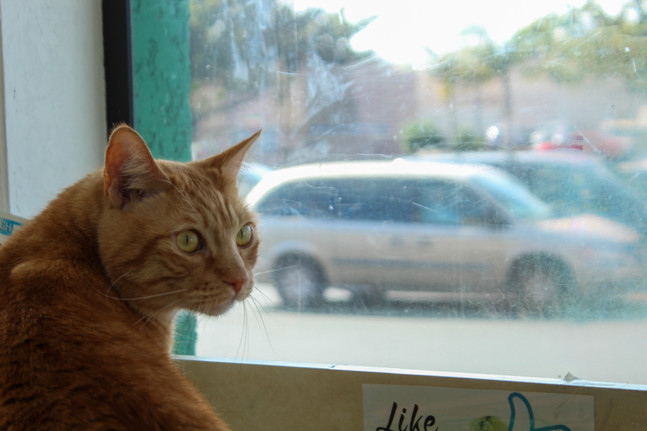 IMG_8171.jpeg