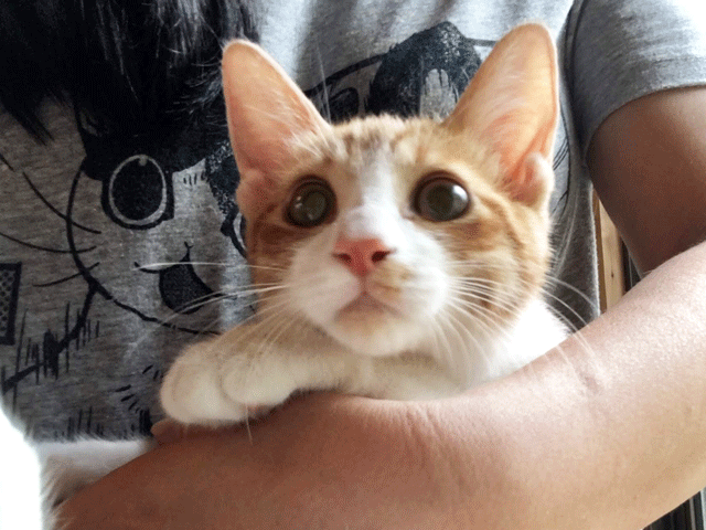 ひなた2.gif