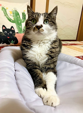 スタッフ猫 にゃんまる君(キジ白猫)