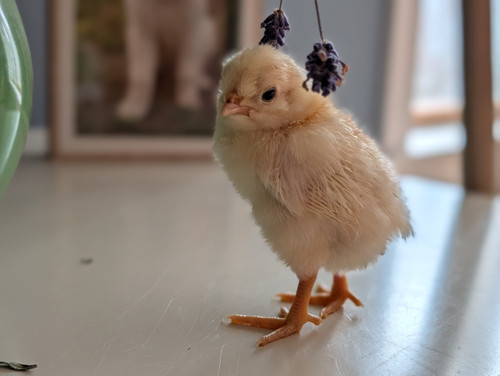 Appenzeller Spitzhauben Day-Old Chicks | Clover And Bee Farm