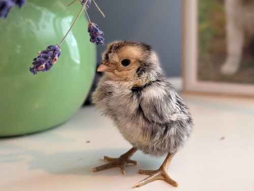 Appenzeller Spitzhauben Day-Old Chicks | Clover And Bee Farm