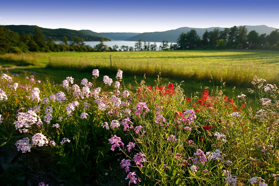 An array of flowers in bloom along the edge of a field in Victoria, BC