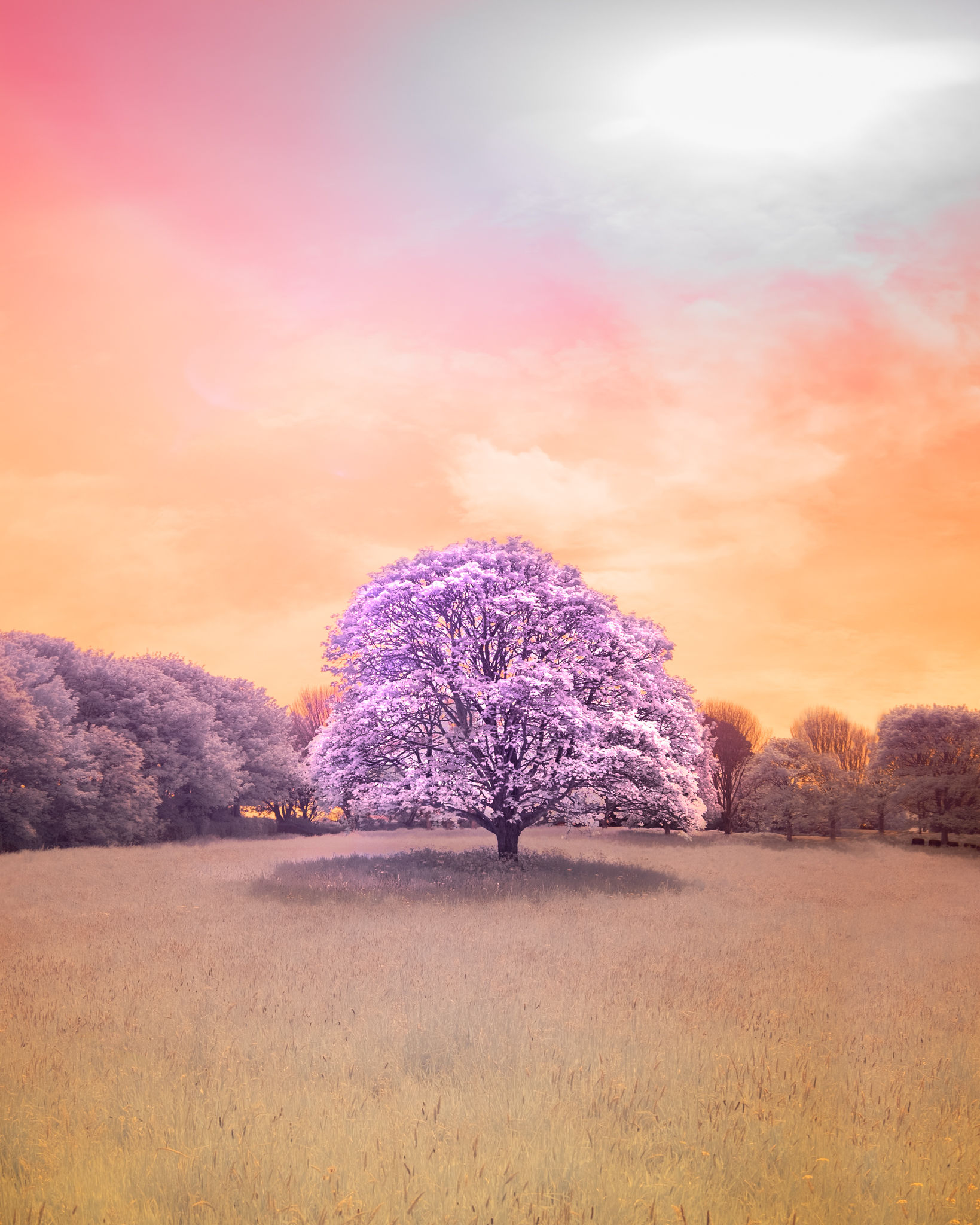 Val De Terres Tree - Infrared