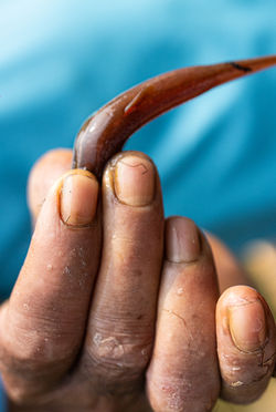 2. Otter Fisherman-11