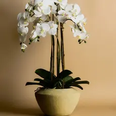 Sia Home Fashion- El Mar Roma