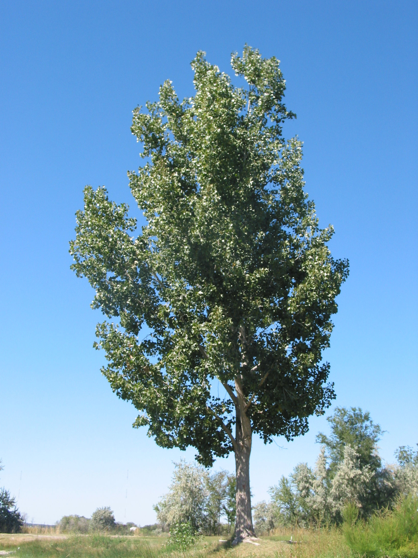 Poplar, White