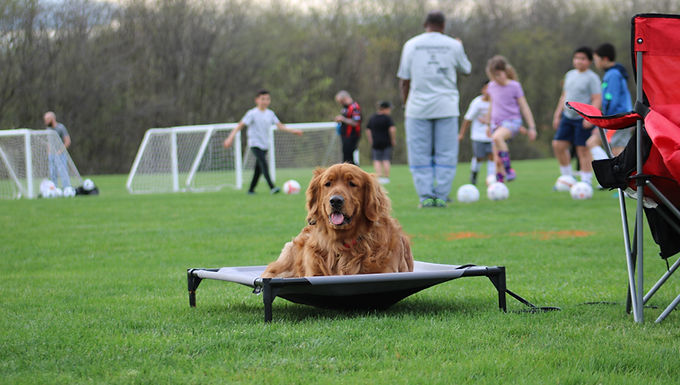 Dog Training